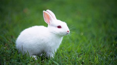 easter bunnies images wallpapers