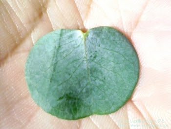 ユーカリの薫るベランダで ユーカリ紹介 ユーカリ シルバーダラー Eucalyptus Cinerea Silver Doller