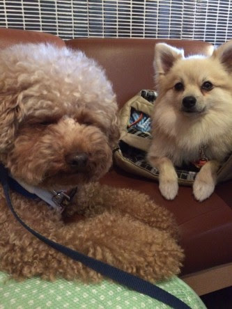 トップ100犬 嘔吐 白い 泡 最高の花の画像