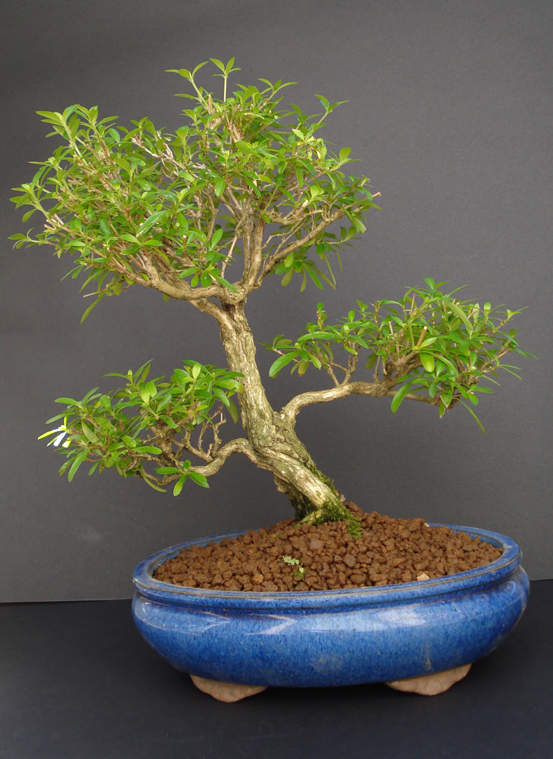 Fiche conseils Bonsai Serissa Japonica Fiche conseils Bonsai Serissa Japonica