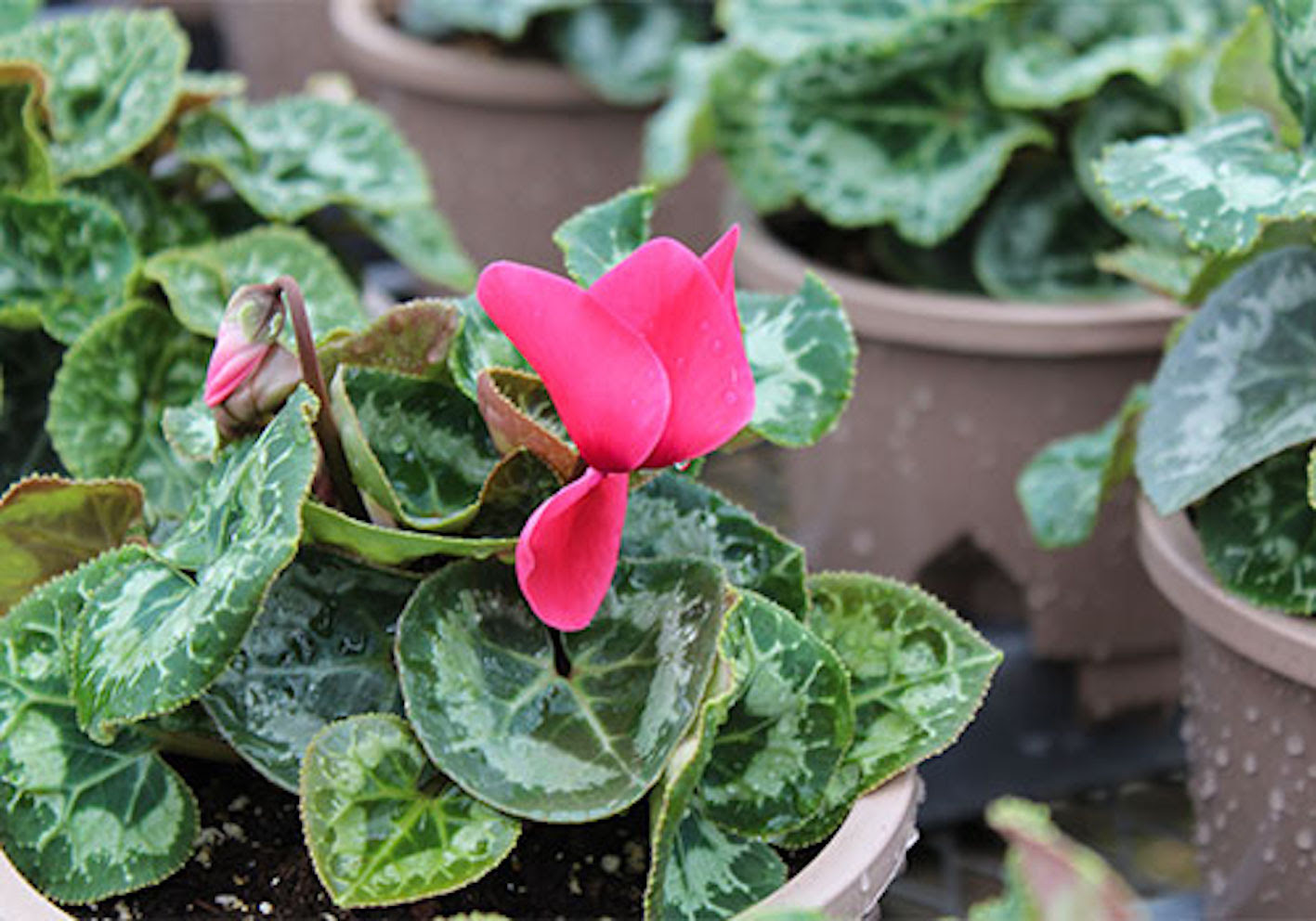 都道府県 シクラメンの生産量ランキング 日本一はどこ 植物navi