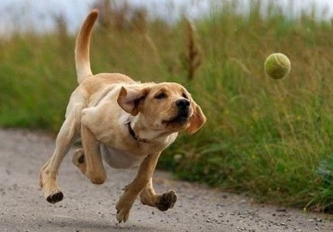 Easy Tricks to Teach Dogs - Fun Dog Tricks | Pets World