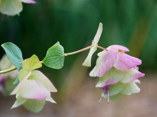 Ornamental Oregano 5