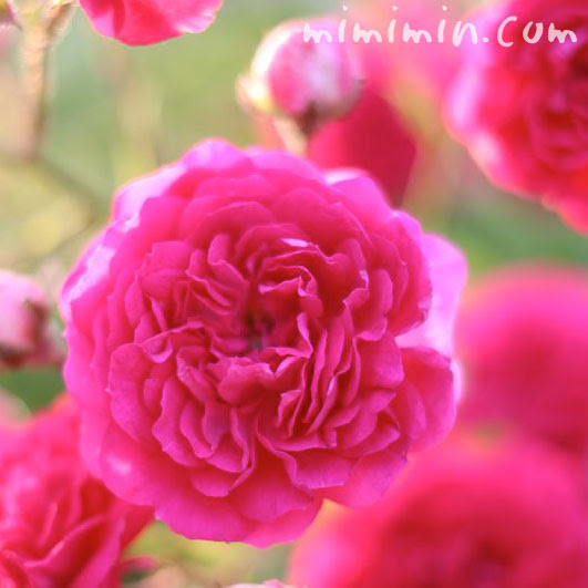 濃いピンクのミニバラ 花の写真 花言葉 みみみんブログ