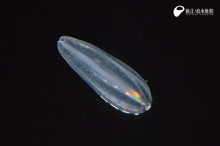ひかるくらげ えのすいトリーター日誌 新江ノ島水族館
