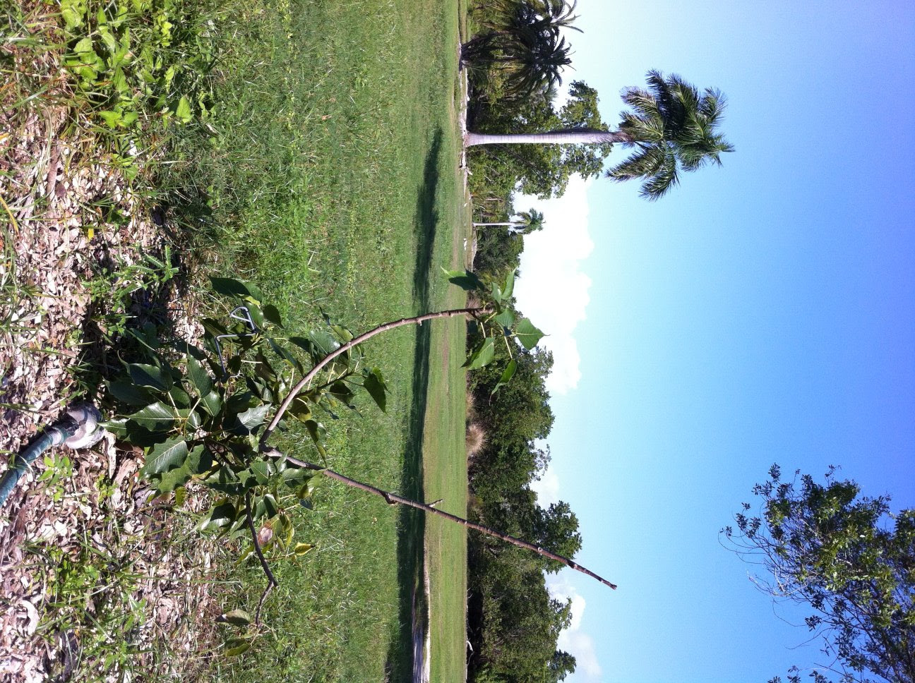 Ficus religiosa