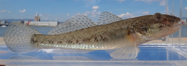 日本淡水魚 マハゼ