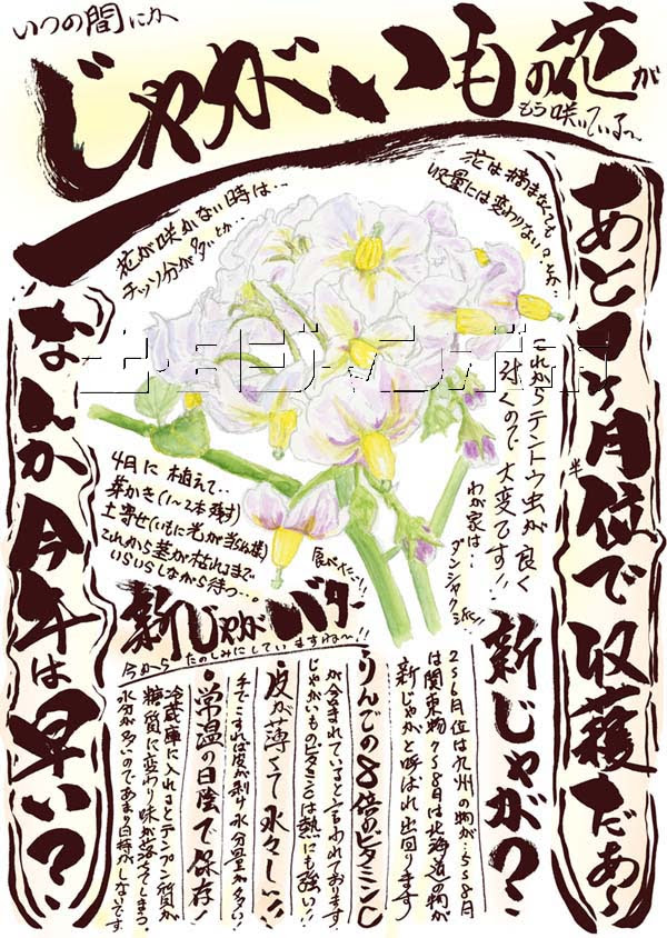 じゃがいもの花が Mtm 社長の手描き メモ