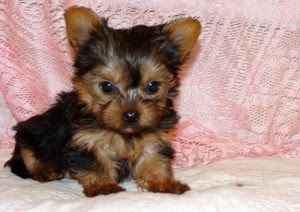 Pets - Portsmouth, NH - Free Classified Ads