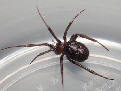 Tokyo Spider Study Group 東京蜘蛛談話会 年度