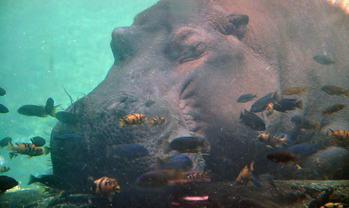 Underwater hippo