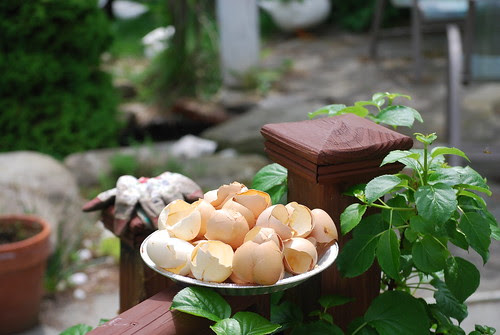 eggshells