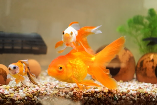 アクア事業部監修 金魚が卵を産んだらどうする 家庭で孵化させる方法と稚魚の育て方