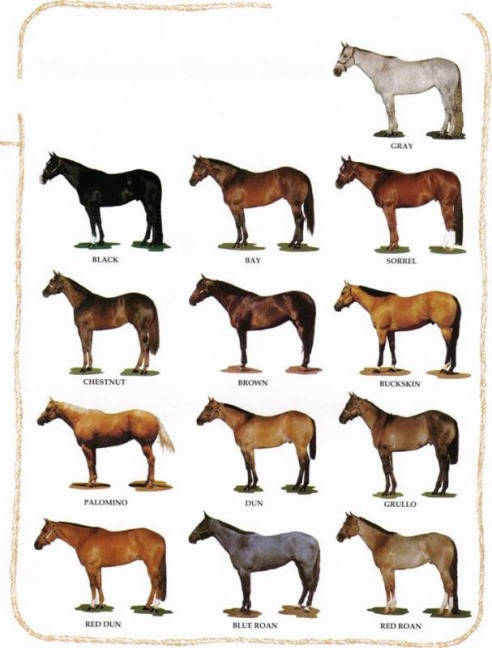 colors and markings  horse breeds