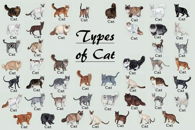 Cat Breed Chart The Poke