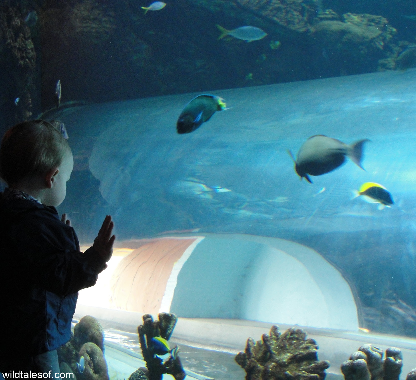 Phoenix, AZ Rainy Day Adventure: Wildlife World Zoo and ...