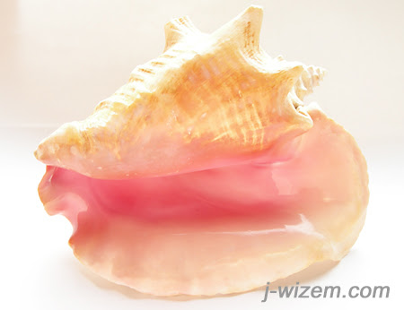 コンクシェル コンク貝 コンクパール母貝 Strombus Gigas ピンク貝 コンクシェルカメオ カメオ コンクシェル バラ