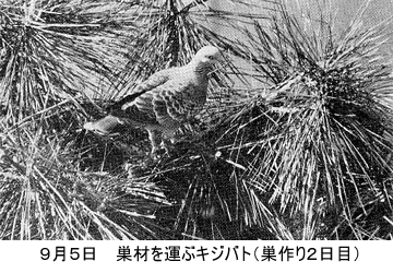 神戸の自然シリーズ6 神戸の野鳥観察記 前ページへ 目次へ 次ページへ ７ キジバト 町に進出した野の鳥 2 繁殖の習性 育雛の記録 東垂水町にて 前にも書いたとおり 都会地のキジバトの繁殖期は決まっていない 真冬にも卵を見る しかもその卵