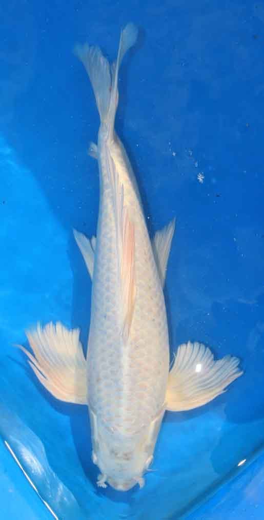 Lee Family Koi