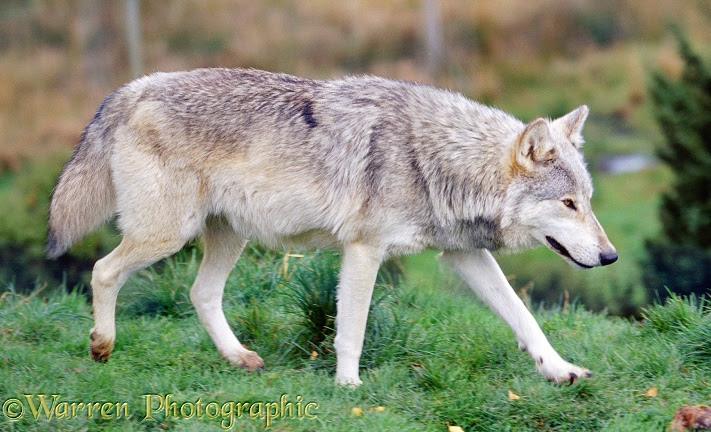 Rosie- Possible Alpha Female