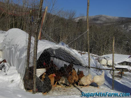 ... chickens don t particularly like winter they survive it winter