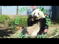 √ シャンシャン かわいい なぜ 208877-シャンシャン かわいい なぜ