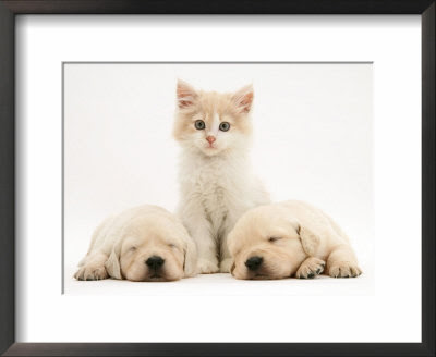 golden retriever dog house. golden retriever puppy