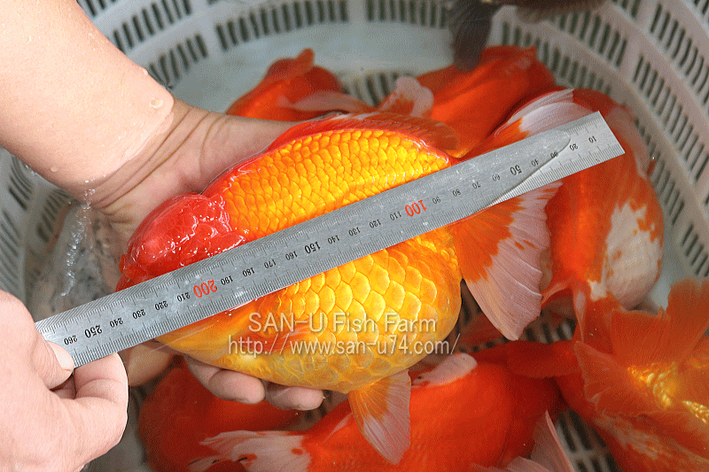 中国 広州への渡航 16年1月11日