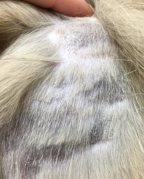 猫の皮膚病について 埼玉の動物病院 埼玉動物医療センター