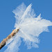 hoar-frost-detail-9