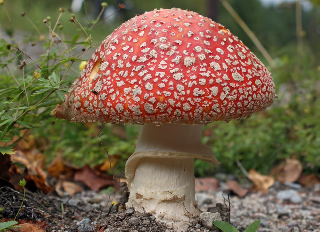 Amanita muscaria