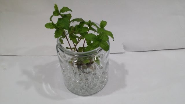 100円ショップのジェリーボールを使って観葉植物やハーブを室内で育ててみる Kako Blog