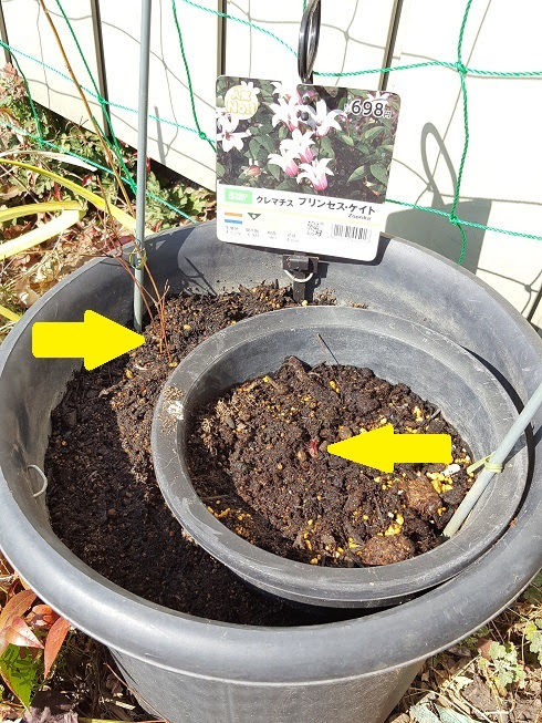 路傍の花 クレマチスの育て方