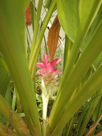  photo P5011933_zps0a8d9fdc.jpg