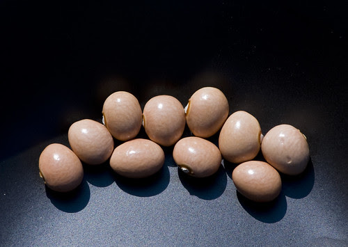 Carters Polish Beans