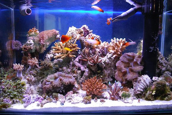 海水魚飼育 海水魚水槽 水槽レイアウト オーバーフロー水槽 プロテインスキマー