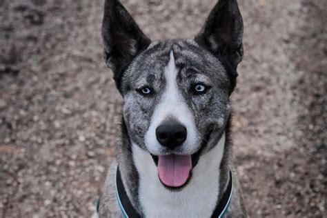 Everything You Need To Know About Cane Corso Husky Mix Puppies
