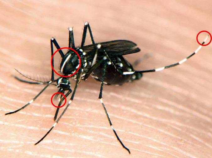 Tijgermug - Tijgermug duikt op in Gelderland, NVWA gaat het insect ...