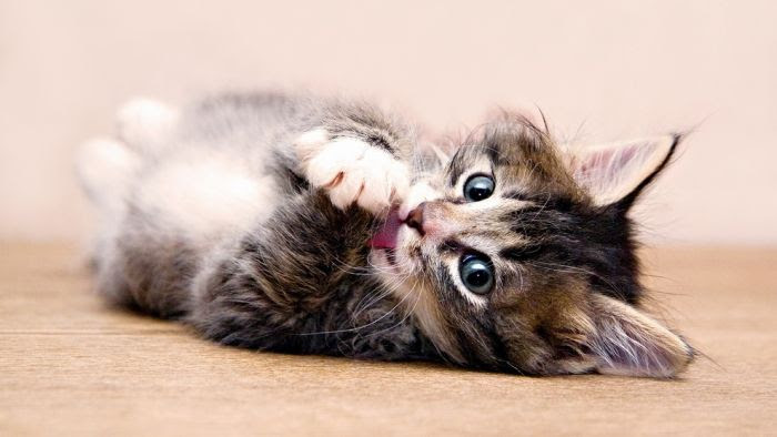 domestic cat breeds
