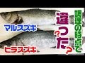 [最も選択された] ヒラスズキ 見分け方 288672-ヒラスズキ 見分け方