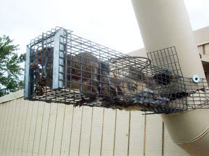 How to Get Rid of Squirrels in the Attic? Top Ways to Eradicate the Pests