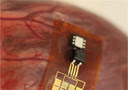Il dispositivo che produce energia dal movimento degli organi, installato su un cuore bovino (fonte: University of Illinois-University of Arizona)