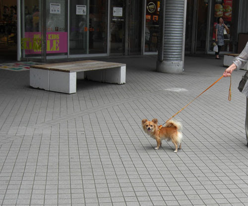 犬連れ旅行8 お台場 おばあの旅日記