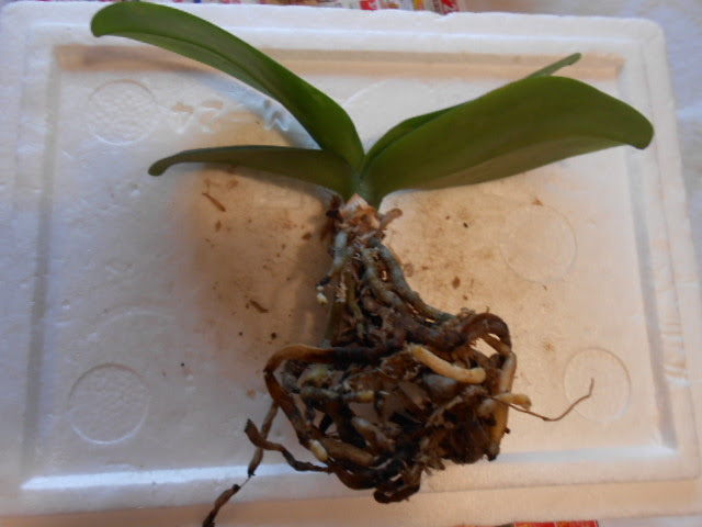 洋蘭栽培日記 胡蝶蘭は根腐れでした