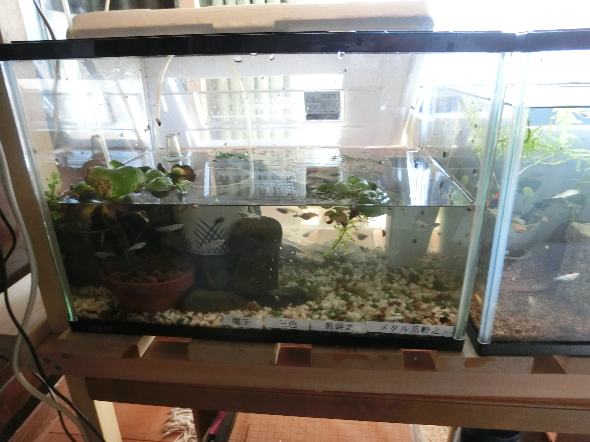 室内めだかを屋外へ 87 はな ジ ジのめだか日記