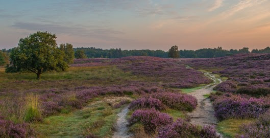 Afbeeldingsresultaat voor gasterse duinen