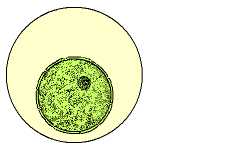 Meiosis Animation