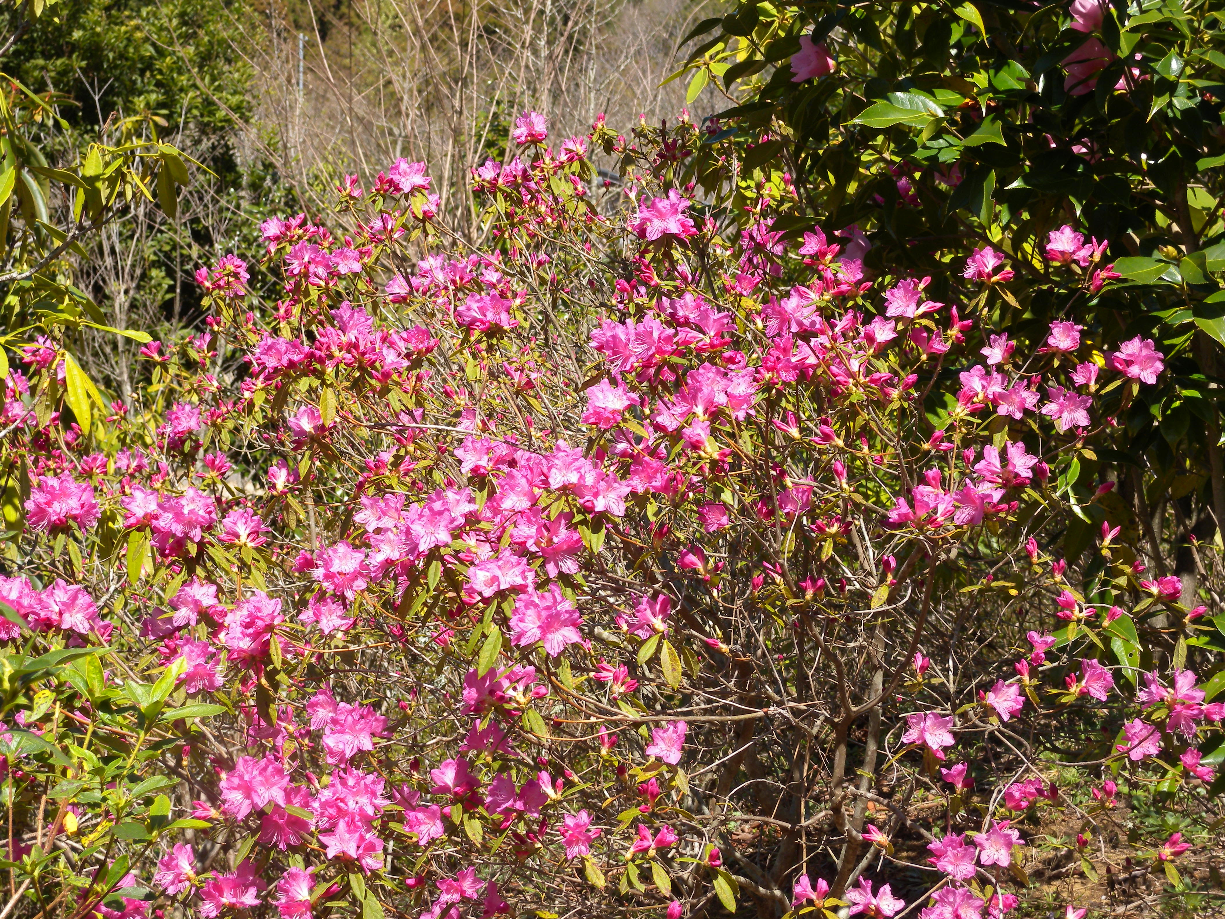 霊園の花壇に咲く花 市原南霊園からのお知らせ