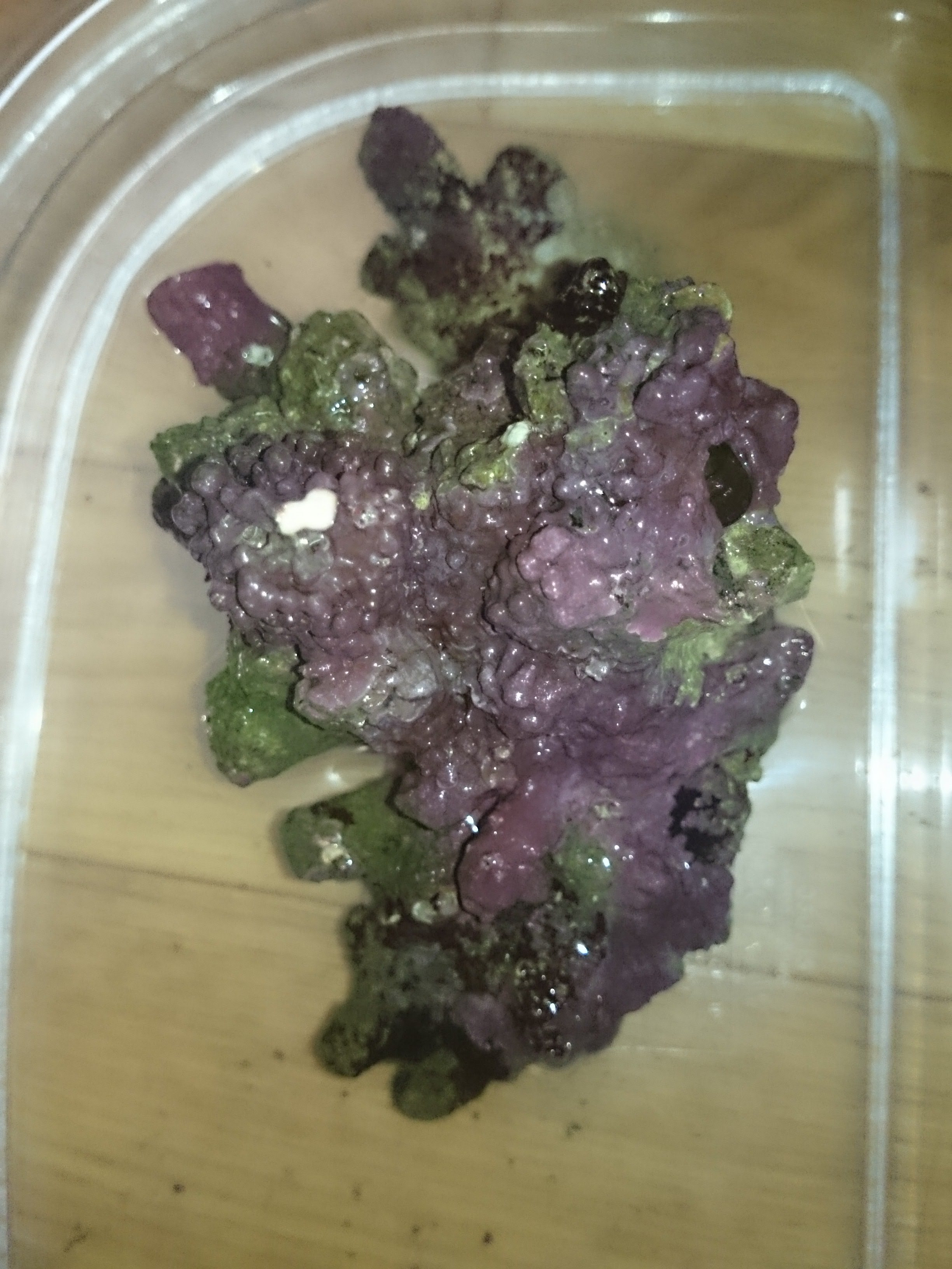 ヘビガイの駆除をはじめました 30cm水槽の海水魚飼育