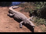 Interior Crocodile Alligator FULL SONG!!!!!